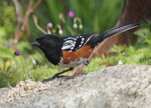 Spotted Towhee by Mike's Birds