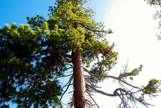lake tahoe california pine