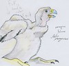 New York NHM : Peregrine Falcone chick