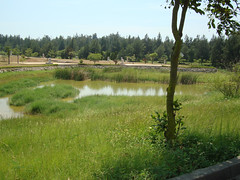 原考慮作為野放最佳地點的雙鯉濕地。（圖片來源：金門國家公園管理處）