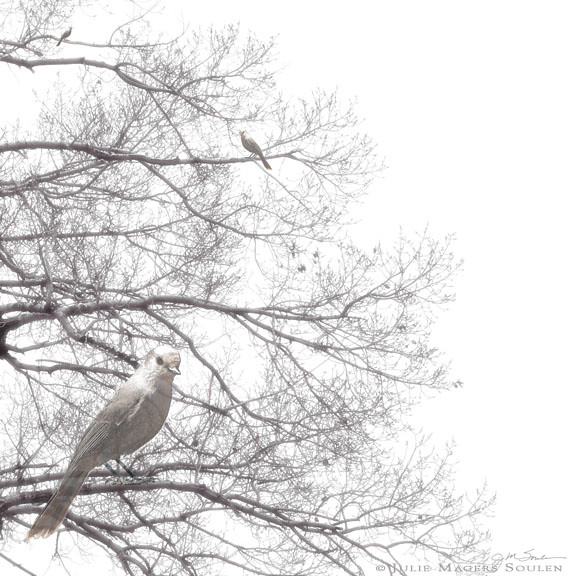 Three dreamy love birds are perched in a wispy bare tree branches.
