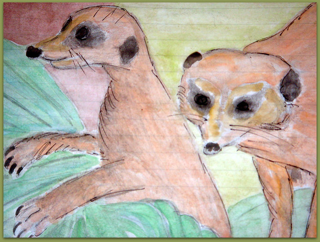 05-Meerkats and Owls Gufo, gufetto, suricato, suricati, 