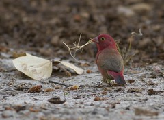 Rødnebbamarant (Red-billed Firefinch)