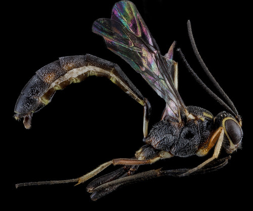 Ichneumonid wasp, U, side, Florida, Miami-Dade County_2013-02-07-14.58.22 ZS PMax