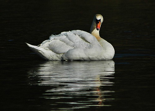 Swan 1 by birbee