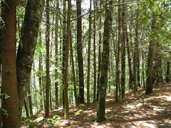 台灣估計約有40萬公頃人造林可供林業使用。