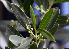 Olea europaea - Echter Olivenbaum