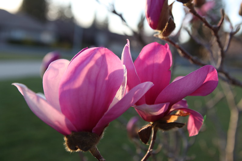 magnolia_58