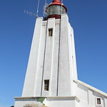 Lighthouse Cap Columbine