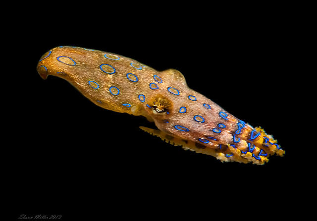 blue ringed octopus cracked