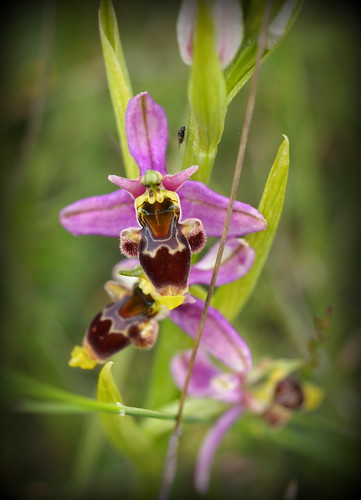 Ophrys api. 120611 1
