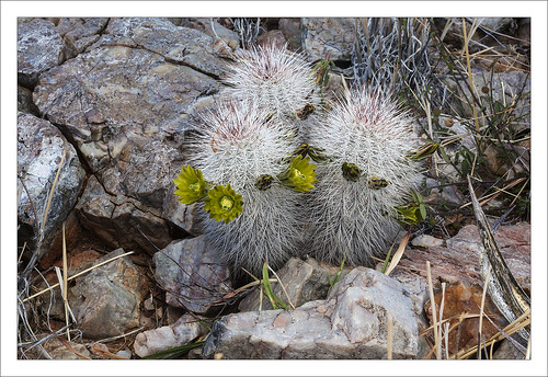 Greybeard Cactus by AnEyeForTexas