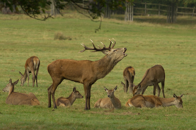 red deer group