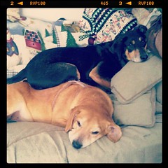 Hound Dog Pig Pile! #hounds #rescue #adoptdontshop #dogs #dogstagram #love #lazy #cuddle