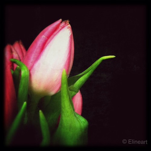 75:365 Pink Tulip by elineart
