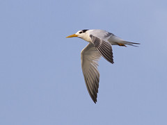Kongeterne (Royal Tern)