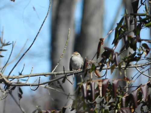 February Chipping Sparrow