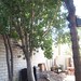 Garden Inventory: Ficus benjamina - 6
