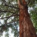 Garden Inventory: Sequoia sempervirens - 02
