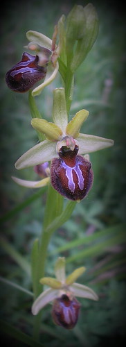 Ophrys sph. 250511 2