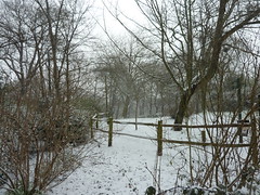 Snow Photo