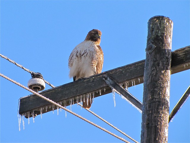 Red-tailed Hawk at Gridley Wasewater Treatment Ponds