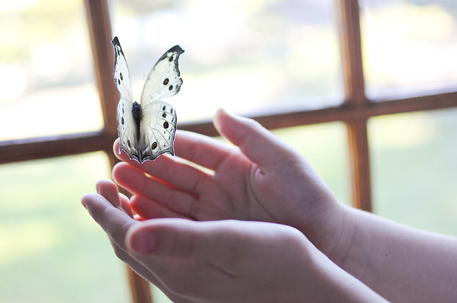 holding the butterfly