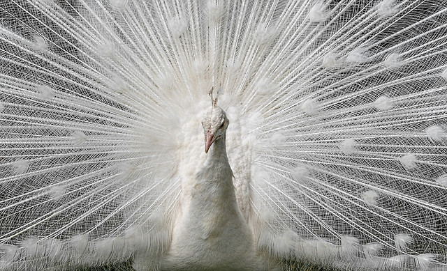 White  peacock