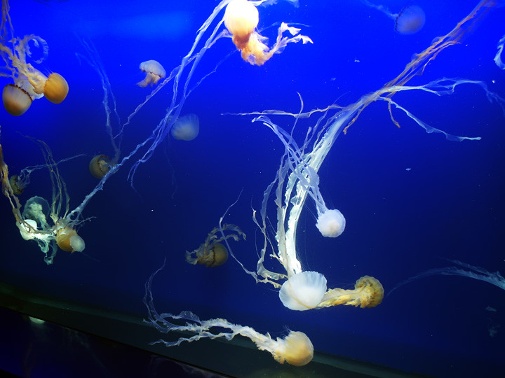 jellyfish S.E.A. Aquarium 5