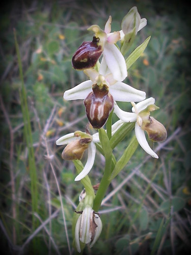 ophrys sph. 100609 2