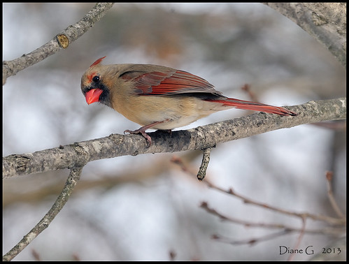 Female Northern Cardinal  16