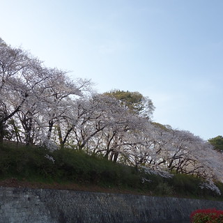 駿府公園の桜はこんな感じ。ほぼ満開。