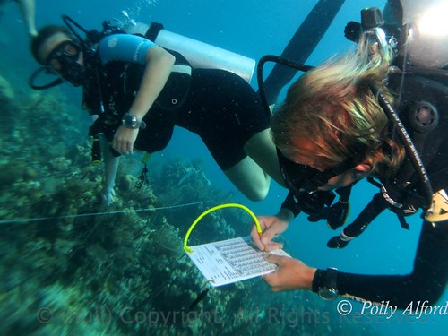 潛水志工於貝里斯宏都拉斯海灣中進行珊瑚礁體檢行動 攝影者：Polly Alford