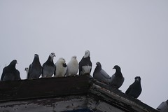 Dove-Pigeon-Dúfur