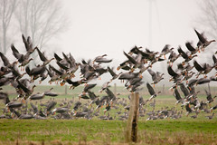 Wild Geese January 2013