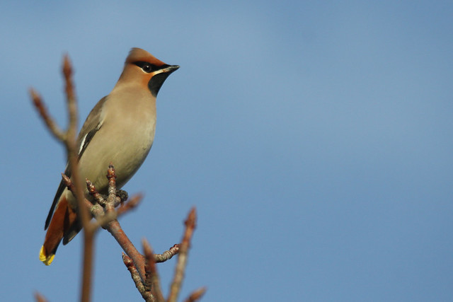Waxwing- Up Above the World so High