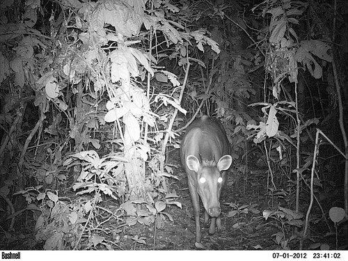 a male yellow back duiker