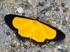 Ecuador's Moths 2012