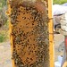 marco con crías de abejas