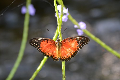Brilliant Red or Common Lacewing climbs the stem of a purple Porterweed by jungle mama