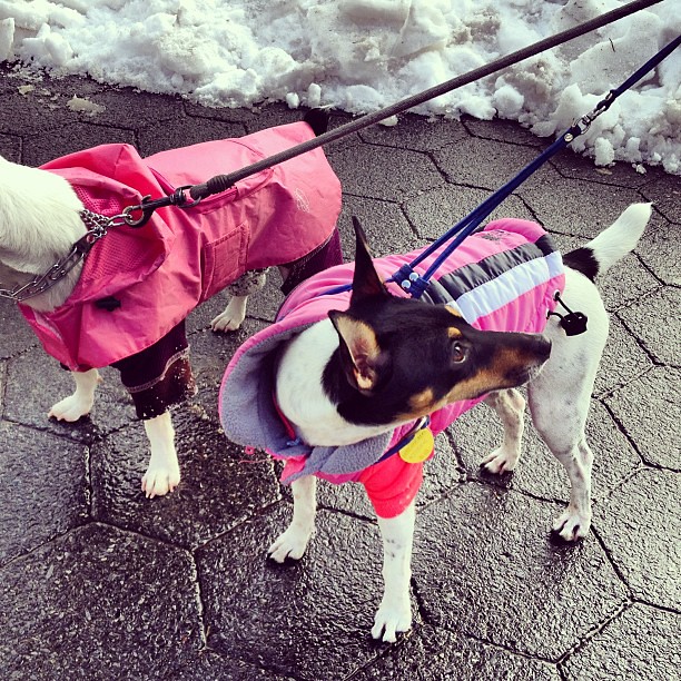 Dogs in pink snow coats for Nemo blizzard NYC
