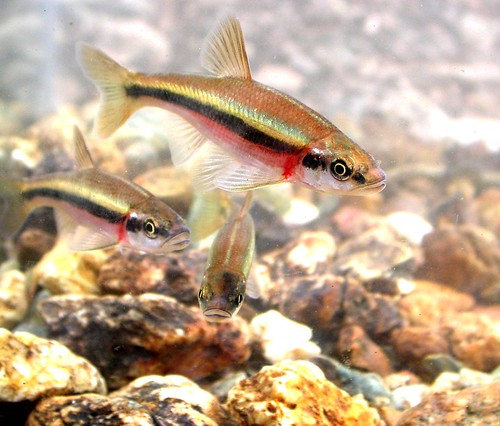 Image of Rosyside Dace swimming in a stream.