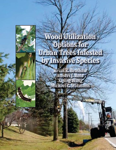 A new Forest Service manual provides advice on marketing the wood from infected trees. (U.S. Forest Service photo)
