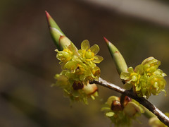 Lauraceae　クスノキ科