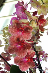 Orchids at Kew Gardens - London