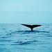 Whale & Dolphin Watching Mirissa