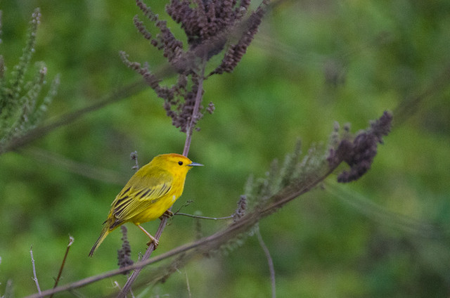Galapagos Birds: Yellow Warbler