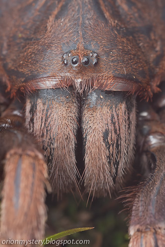 portrait of a tarantula spider IMG_9237 copy
