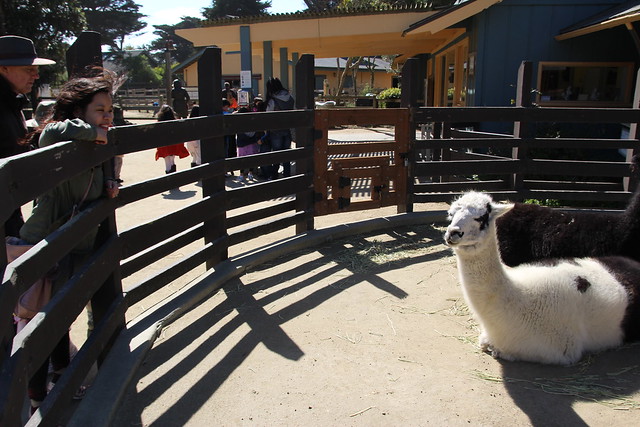 Alpaca at the San Francisco Zoo