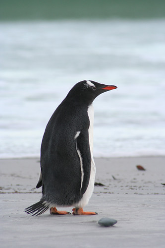 Gentoo Penguin Walking along Beach by ben hanna photography